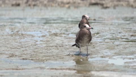 seagulls walking on the mudflats