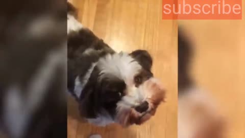 Dog crying video