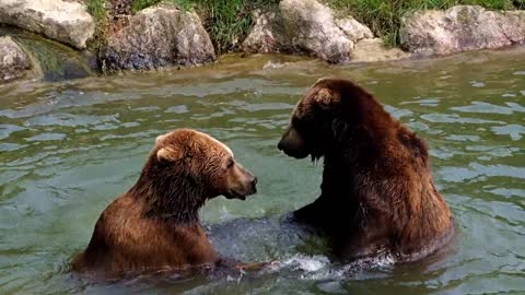 The BEAR playing with brother.