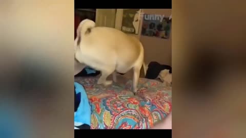 Funny Animal Videos 2023 🥰 - Funniest Dogs and Cats Videos