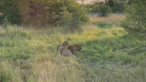 Female Cheetah Courts Male