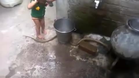 Child playing with king cobra snake amazing