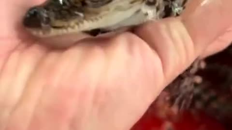 Hatching caiman lizards