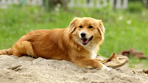 Cute dog playing outdoors