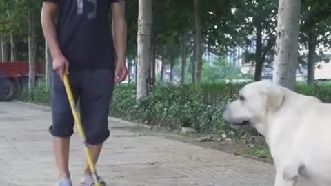 DOG SAVE BLIND MAN LIFE 😚😚😗