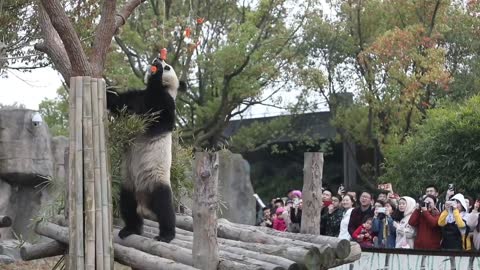 Panda look at my long legs dad you hang again high I can panda