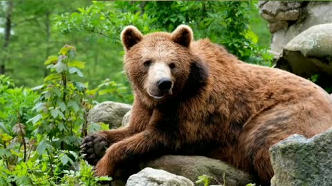 The Brown bear