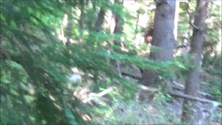 Real Sasquatch filmed in New Hampshire - Breakdown