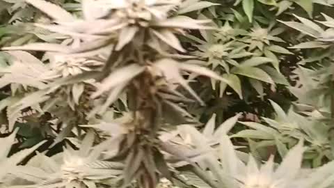 Cannabis defoliation day