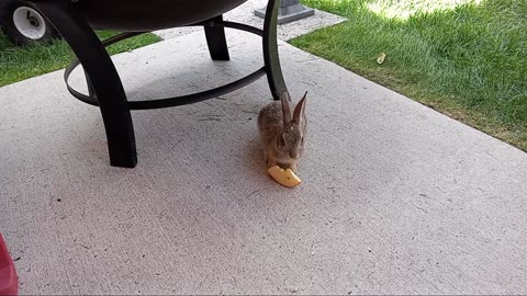 🥰 Baby Bunny 'Star' Has A Snack With Me - Sorry For The Baby Talk 😂