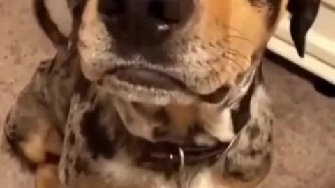 Funny Dogs