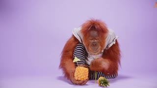 Animalia - Orangutan Rosie tries various refreshments ASMR