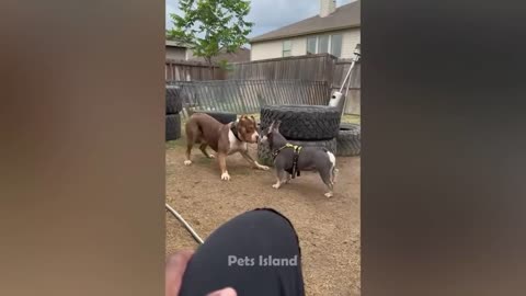 Dogs Vs Other Animals ���� _ Who Is The Funniest _ Pets Island