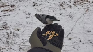 3 different bird species hand feeding Ontatrio 11.03.2022