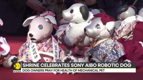 Japan: Ceremony to celebrate growth of children, dog owners pray for health of mechanical pet