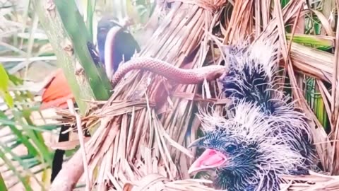 A cuckoo baby eats a long snake