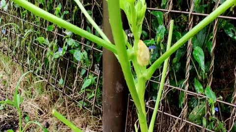 In The Garden - Typhoon Maysak - September 1, 2020