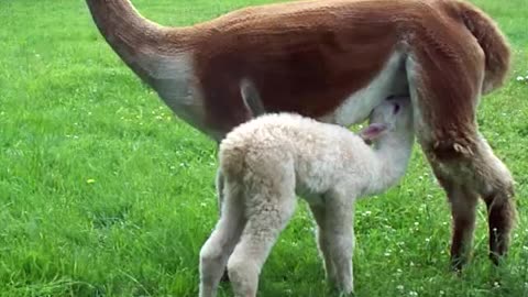 Alpaca birth at Double "A" Ranch