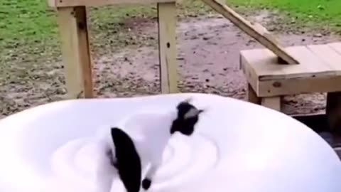 Hilarious Baby Goat Shenanigans Will Brighten Your Day! 🐐😂