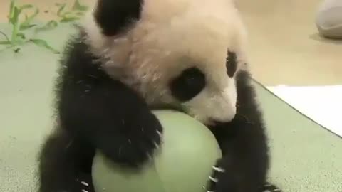 The baby panda