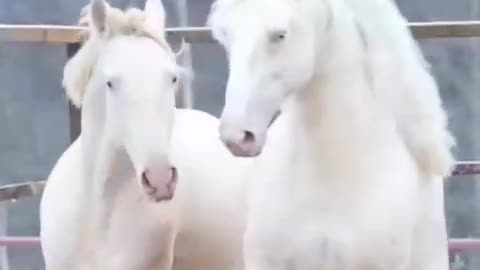 Beautiful horses in the World