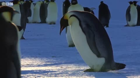 Emperor Penguins Fight Over Mate