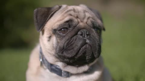 Breed of pug puppy.