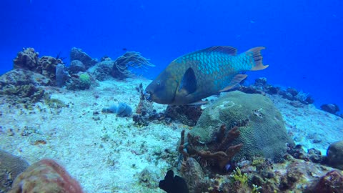 Cozumel SCUBA Diving Tormentos Reef Parrot Fish