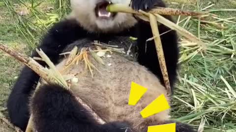 The panda is lounging on its feet