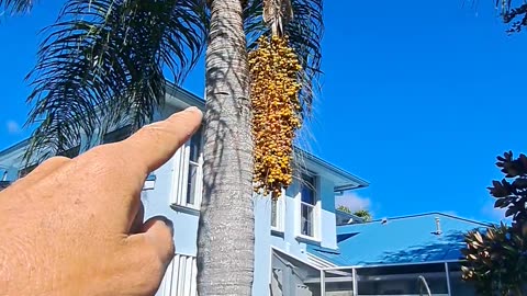 The Jelly Palm tree from Brazil bears much fruit, we need to as well for Jesus.