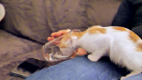 Funny Cats Drinking Water From Glass