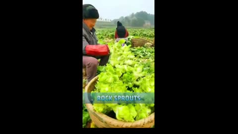 Rock Sprouts veggies harvesting season