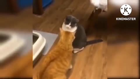 "Laugh Out Loud with Funny Animals Videos 2024"