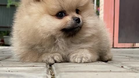 Dog | Cute baby dog