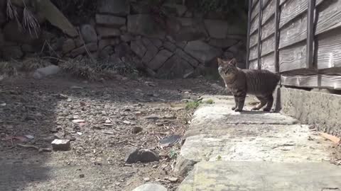 Japan's Cat Island - Incredible!