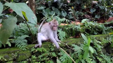 Watch the monkey as they try to eat alone! What a fun, very cute monkey