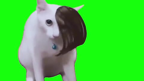 Emo Cat Hair Flip | Green Screen