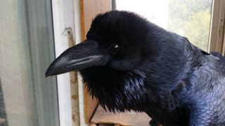Blackbird Say What?