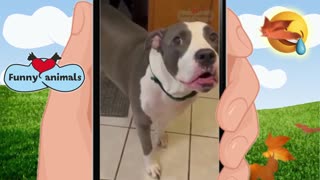 Funny Animals Video Compilation 2022 Cute and funny pets compilation #372