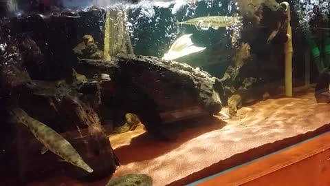 Exotic Fish Tank!