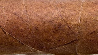 Falto Lancero Cigar Review