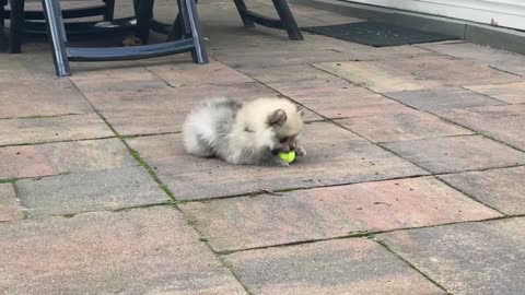 8 WEEK OLD POMERANIAN PUPPY PLAYS WITH TENNIS BALL! (FUNNY+CUTE)