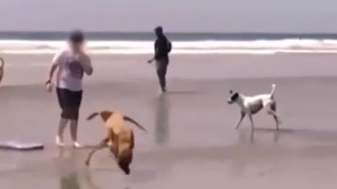 Funny dogs 😂😂🐶 (part 5)