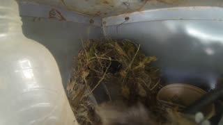birds in the nest