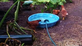 Chicken Yard Cleanup 7-6