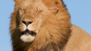 LIONS WATCHING AN APPROACHING LION