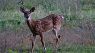 Fawn Deer