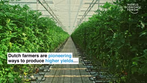 Farmers in the Netherlands are growing more food using less resources Pioneers for Our Planet