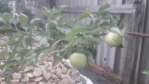 Apples are growing