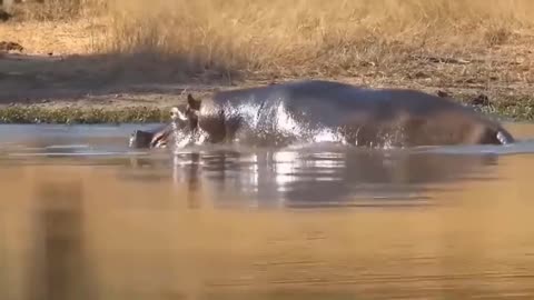 Hippo washed ashore